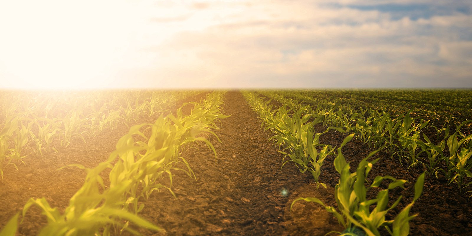 Landwirtschaft – Acker im Sonnenuntergang