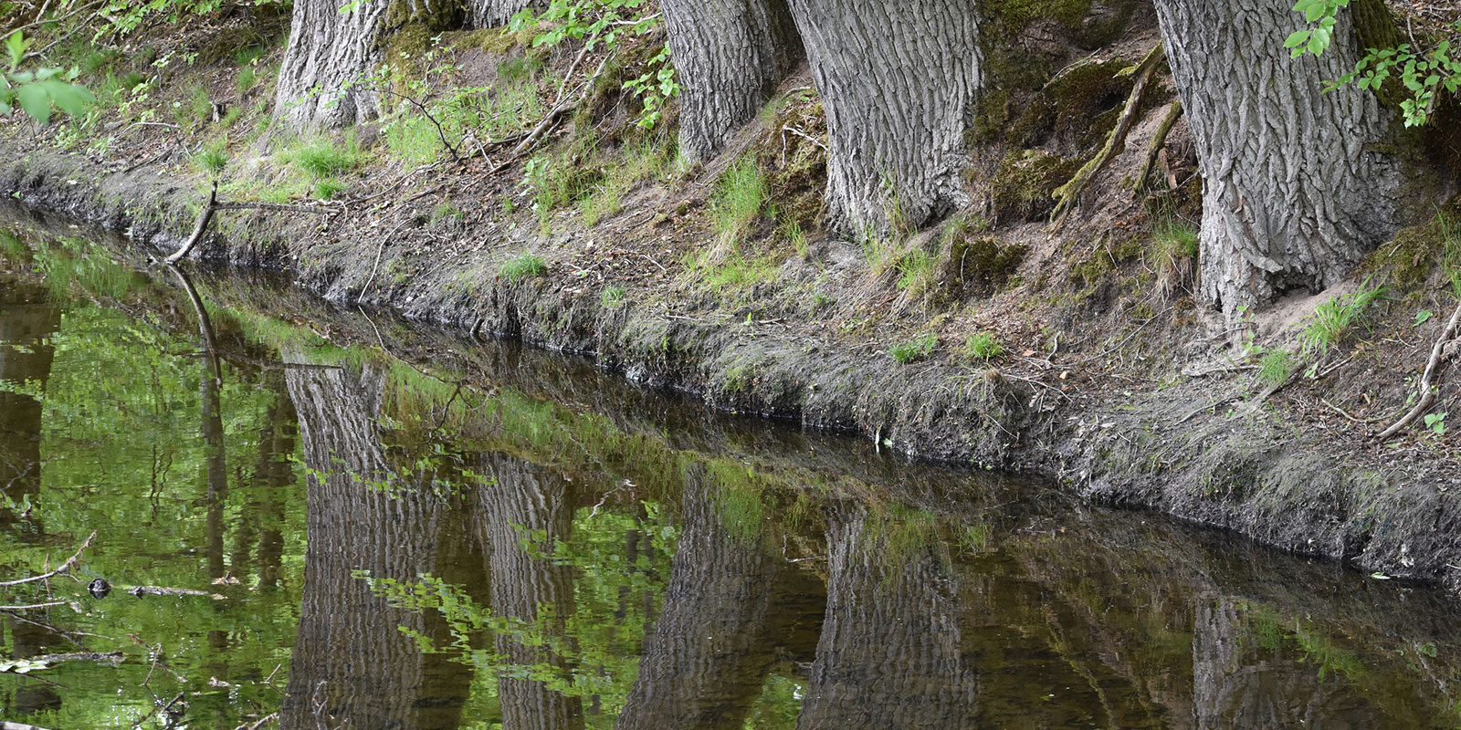 Fluss im Grünen, Bäume spiegeln sich im Wasser