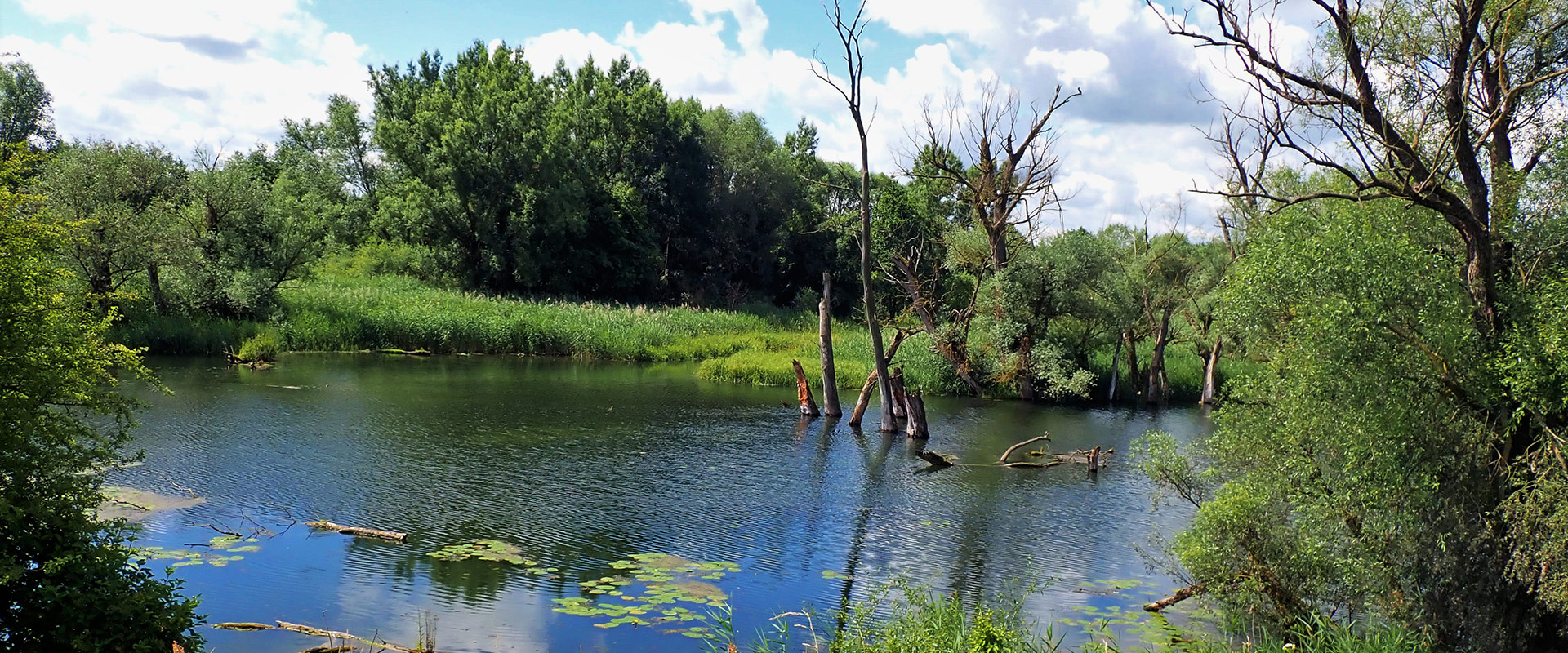 Fluss im Grünen